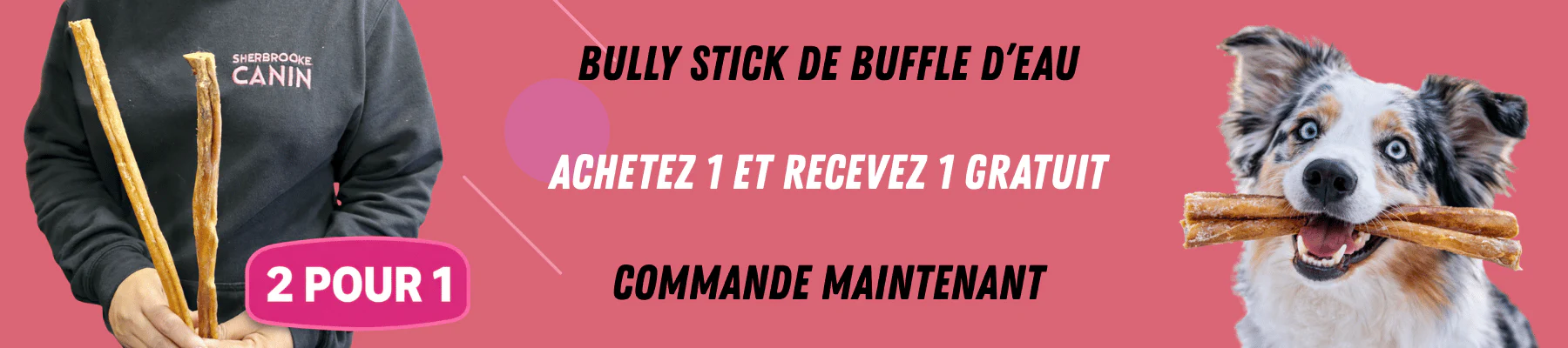 L'excellence pour votre compagnon fidèle